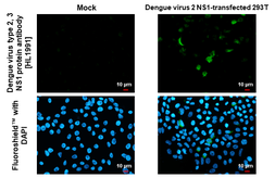 Anti-Dengue virus type 2, 3 NS1 protein antibody [HL1991] used in Immunocytochemistry/ Immunofluorescence (ICC/IF). GTX637892